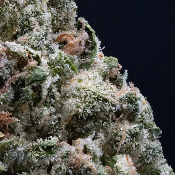 Vivid Florida Kush slide 1