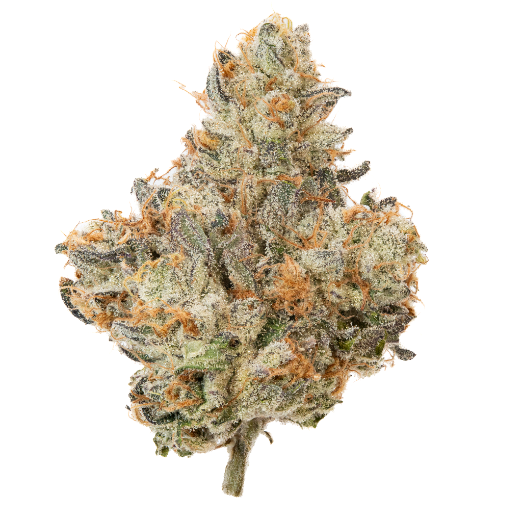 Notorious Permanent Gas #12 slide 2