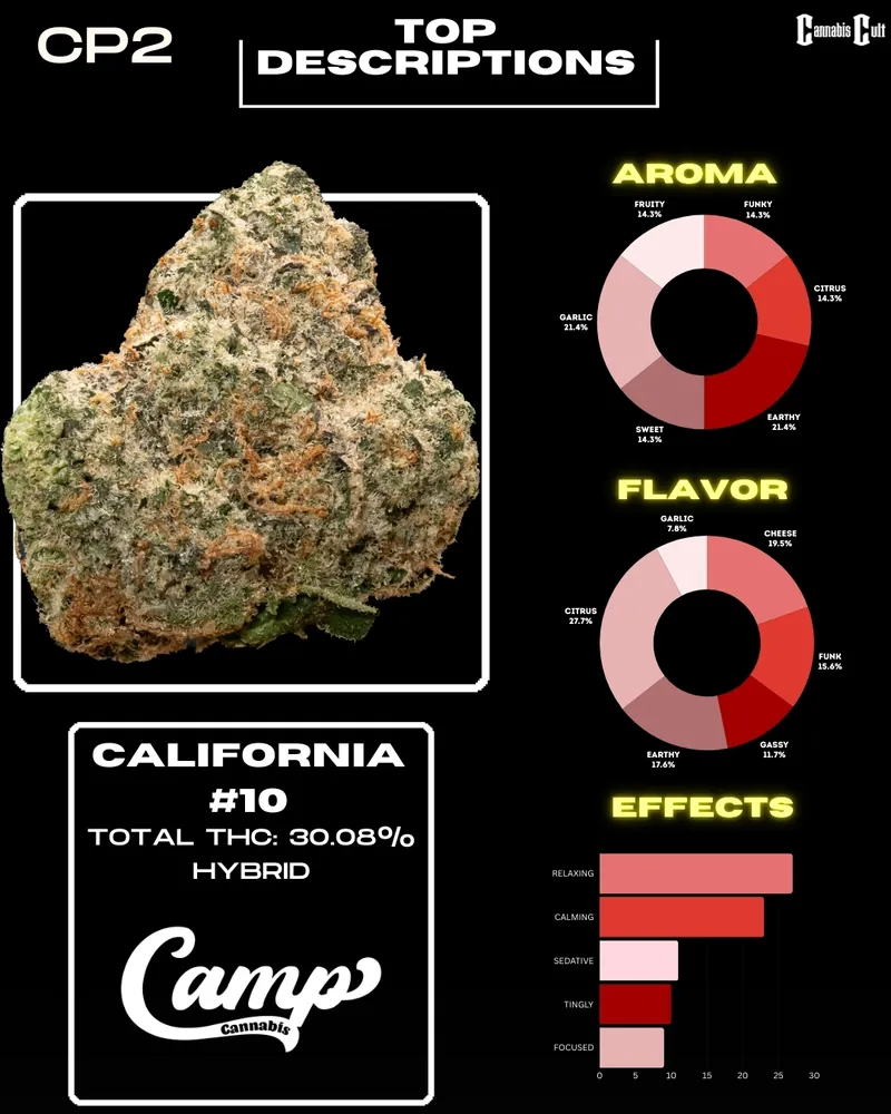 A graphic showcasing connoisseur notes for a cannabis strain, highlighting flavor descriptions like 'strong fruit with garlic undertones' and 'smoothest strain in the pack.' It lists top terpenes, including caryophyllene, limonene, and myrcene, along with strain details: California #10, total THC of 30.08%, and labeled as a hybrid from Camp Cannabis.