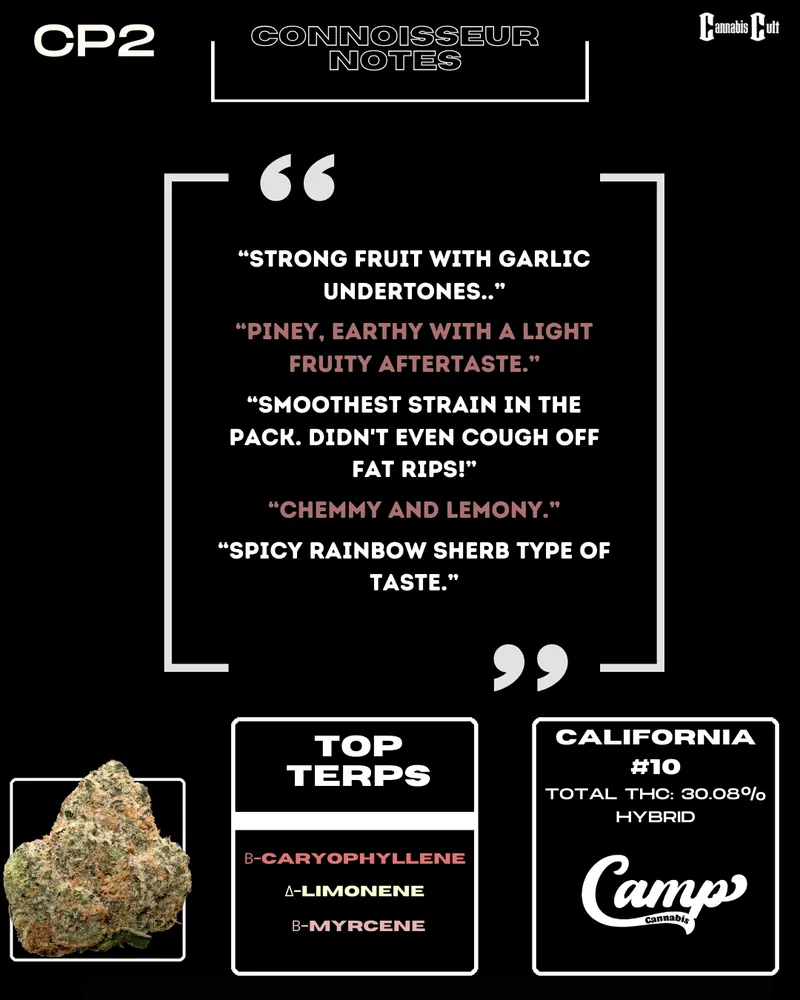 A visual description of CP2 cannabis strain from Camp Cannabis, showcasing its characteristics. The image includes a close-up of the cannabis bud, with infographics detailing the aroma (fruity, funky, garlic, citrus, earthy), flavor (garlic, cheese, citrus, earthy), effects (relaxing, calming, sedative, tingly, focused), and a total THC content of 30.08%. The strain is labeled as California #10 and classified as a hybrid.