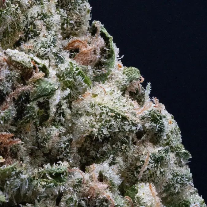 Florida Kush by Vivid