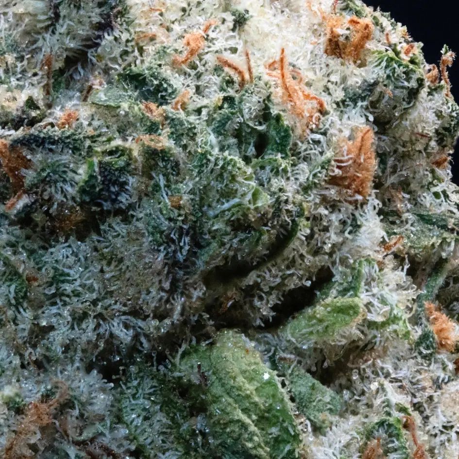 Biscotti Pie 6 by Camp